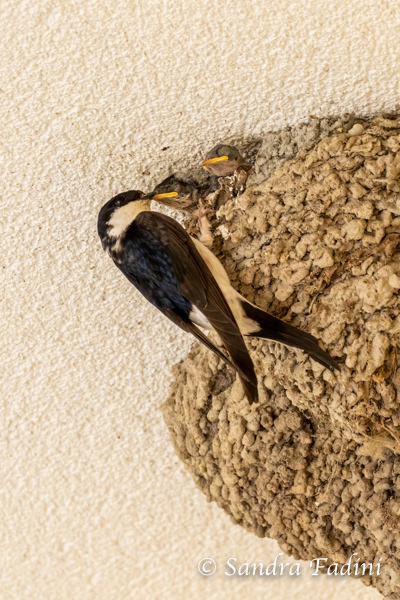 Mehlschwalbe (Delichon urbicum) 01 - im Nest mit Jungvögeln (Österreich)