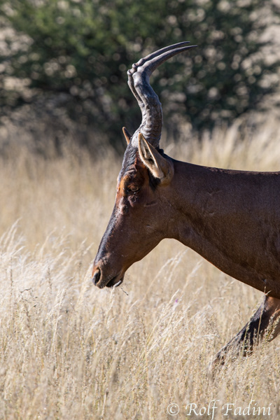 Rote Kuhantilope (Alcelaphus caama) 05 - Namibia