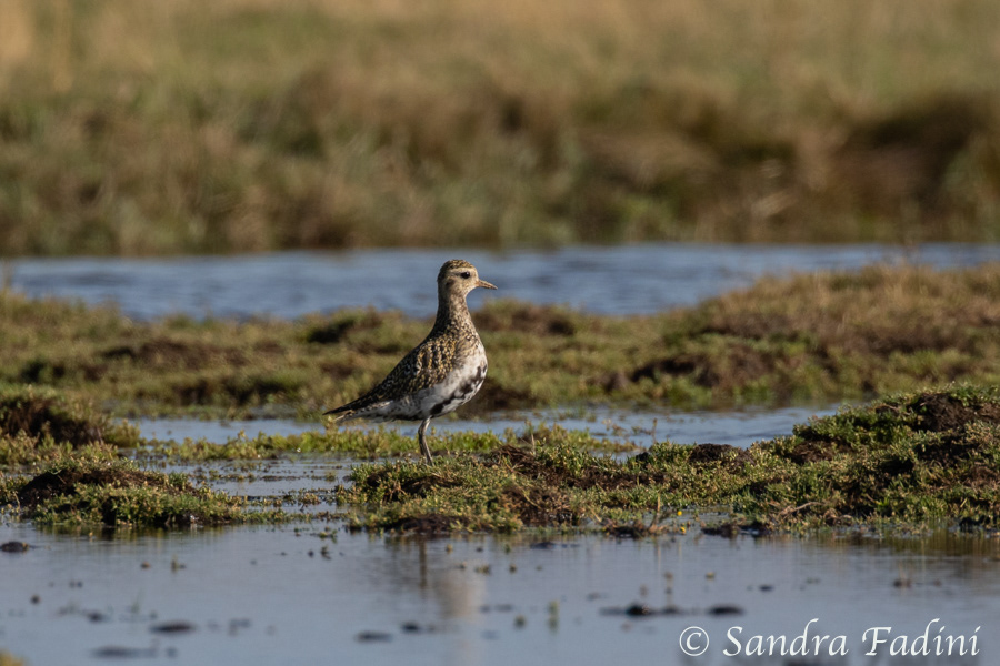 Mornellregenpfeiffer (Charadrius morinellus) 01