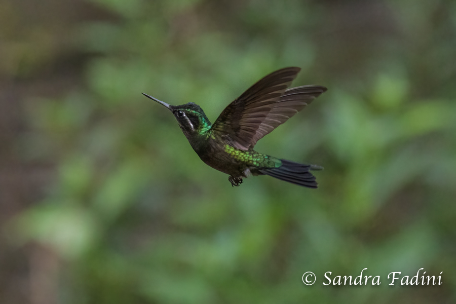 Purpurkehlnymphe (Lampornis calolaemus) 01 - Weibchen (Costa Rica)