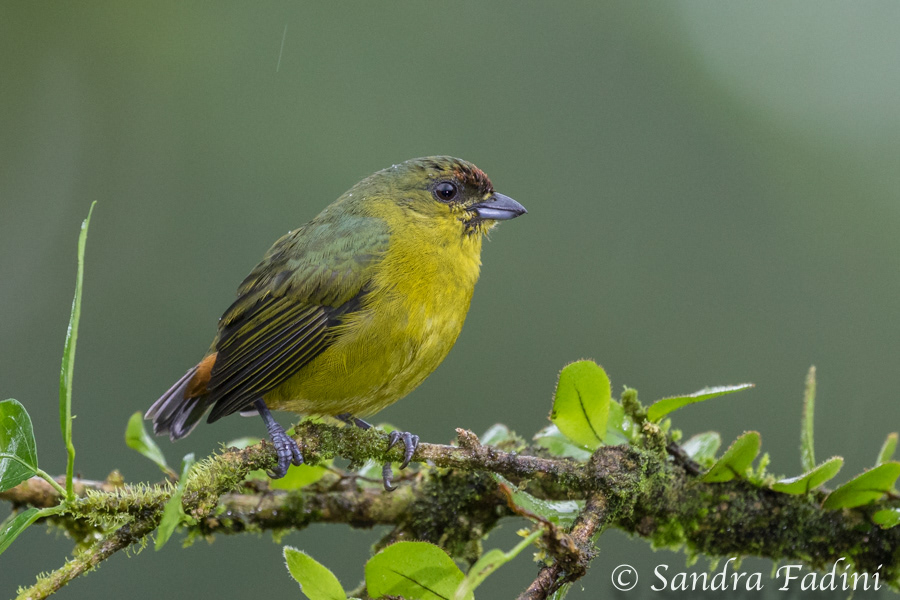 Olivrückenorganist (Euphonia gouldi) 02 - Weibchen (Costa Rica)
