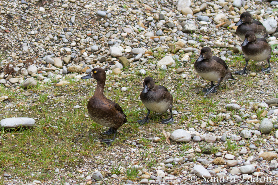 Moorente (Aythya nyroca) 03 - Familie