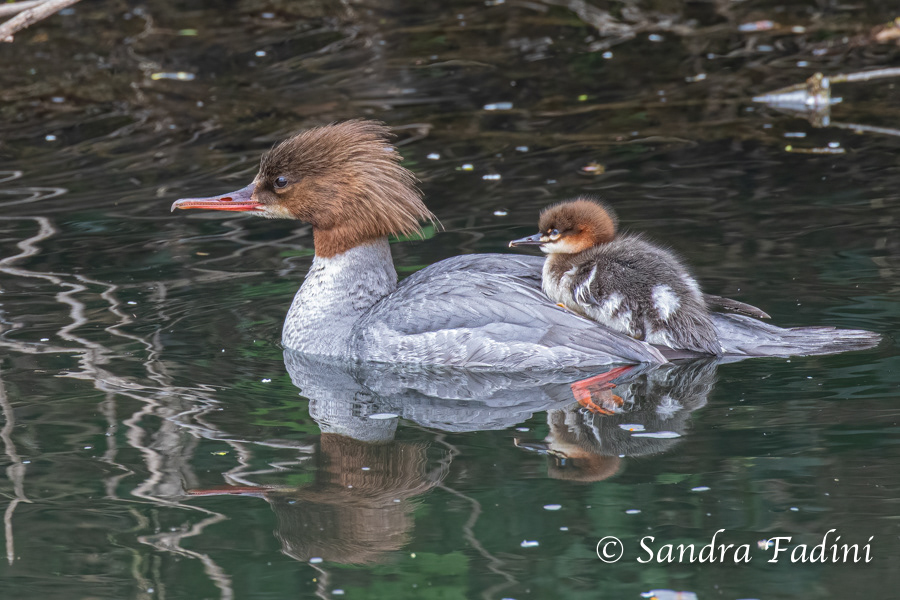 Gänsesäger (Mergus merganser) 01 - Weibchen mit Küken