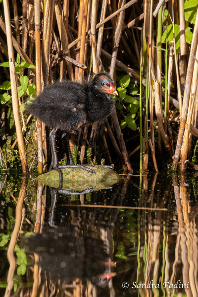 Teichralle (Gallinula chloropus) 05 - Küken
