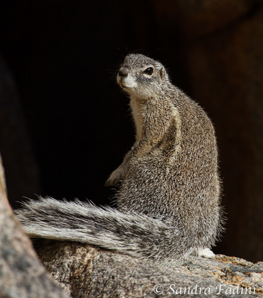 Kap-Borstenhörnchen (Xerus inauris) 09 - Namibia