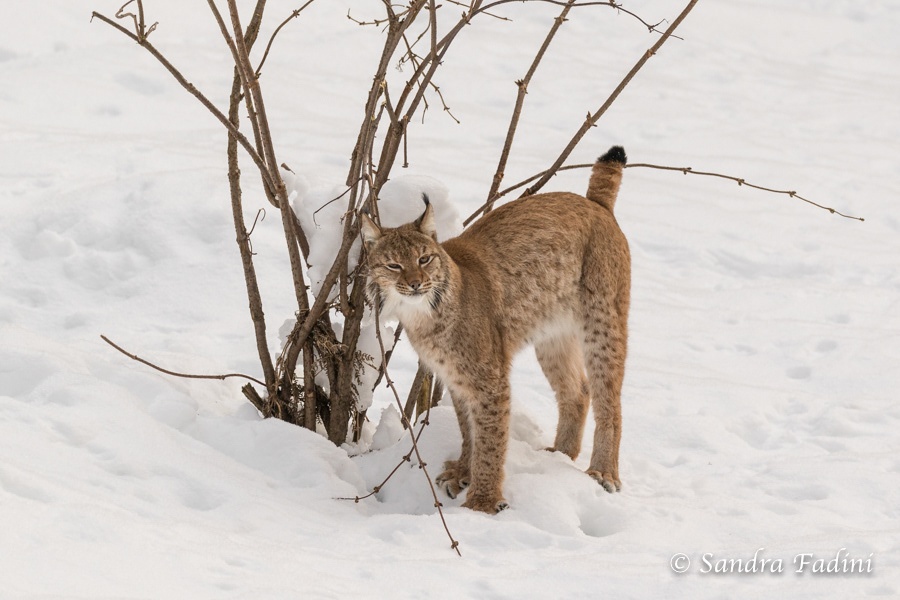 Eurasischer Luchs (Lynx lynx) 05 - captive