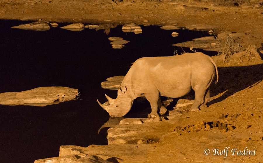 Spitzmaulnashorn (Diceros bicornis) 04 - bei Nacht (Namibia)