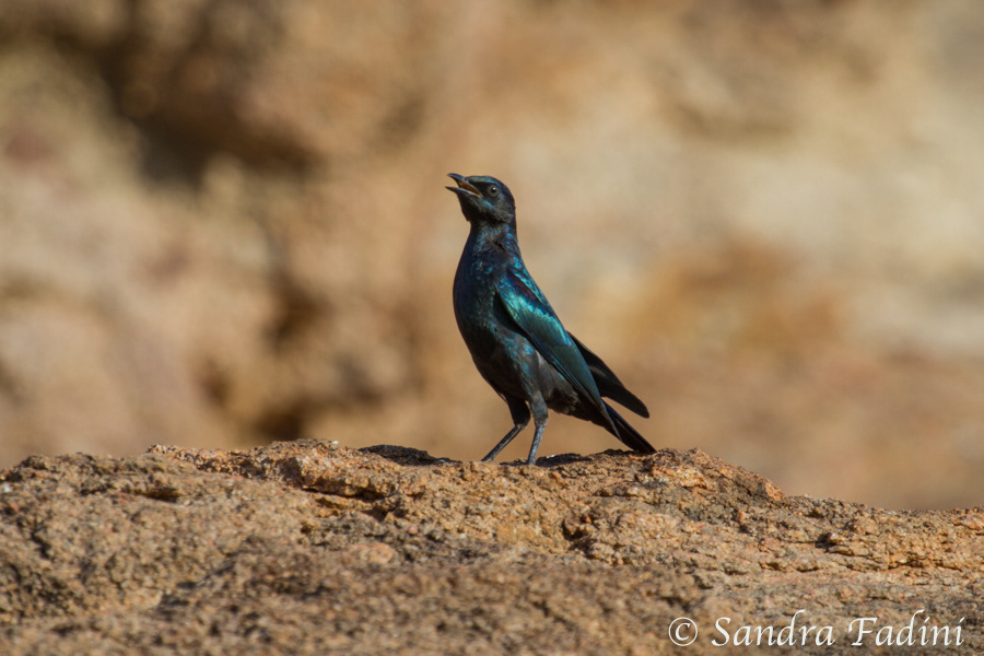Meves Glanzstar (Lamprotornis mevesii) 03 - Namibia