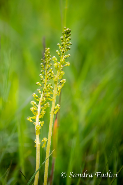 Großes Zweiblatt (Neottia ovata) 01