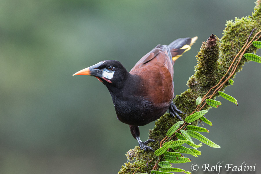 Montezumastirnvogel (Psarocolius montezuma) 01 - Costa Rica