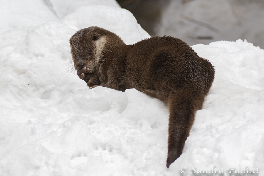 Eurasischer Fischotter (Lutra lutra) 03 - captive
