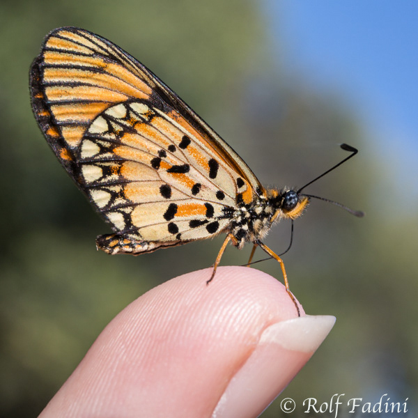 Schmetterling 03 - Namibia