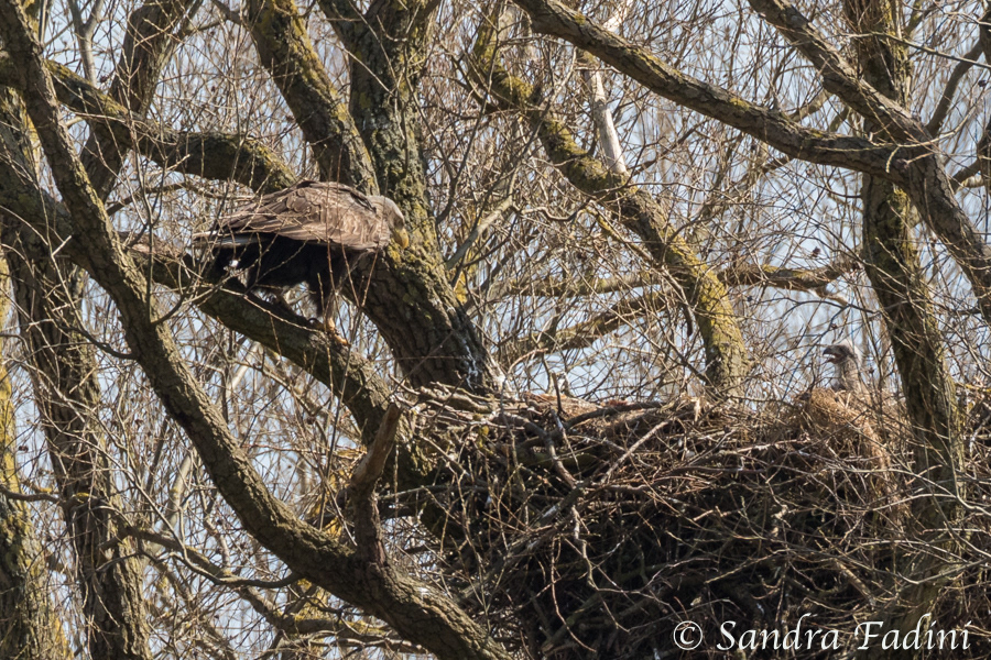 Seeadler (Haliaeetus albicilla) 10 - Altvogel mit Jungtier im Nest