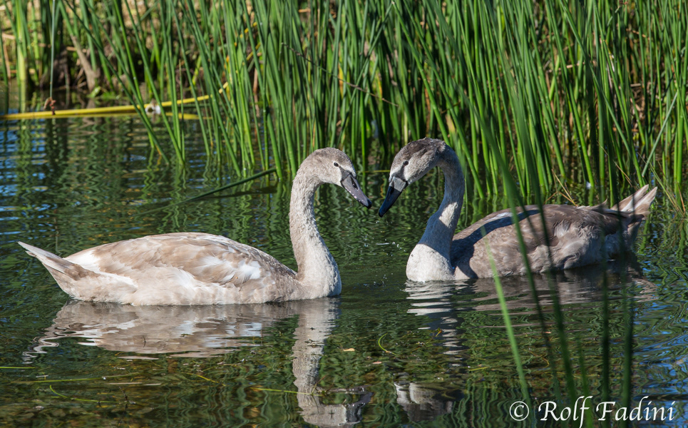 Höckerschwan (Cygnus olor) 06