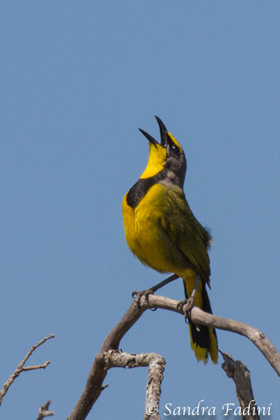 Bokmakiriwürger (Telophorus zeylonus) 01 - Südafrika