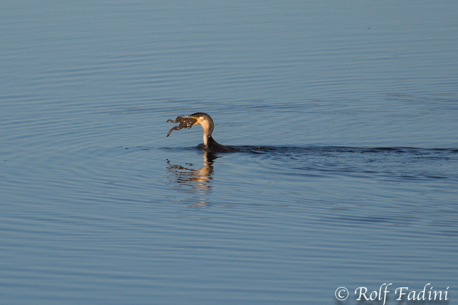 Weißbrustkormoran (Phalacrocorax carbo lucidus) 04 - mit Frosch (Südafrika)