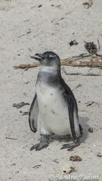 Brillenpinguin (Spheniscus demersus) 09 - Jungtier (Südafrika)