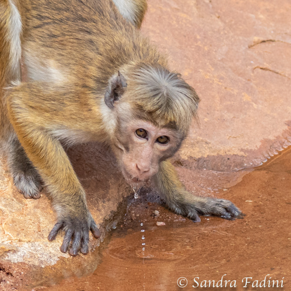 Ceylon-Hutaffe (Macaca sinica) 02 - Sri Lanka