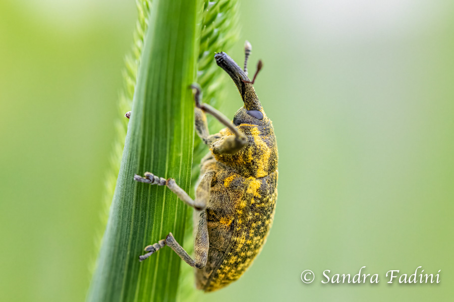 Großer Distelrüssler (Larinus sturnus) 01