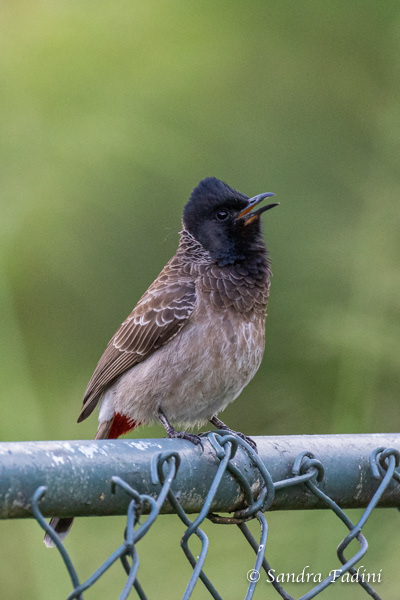 Rußbülbül (Pycnonotus cafer) 03 - Sri Lanka 