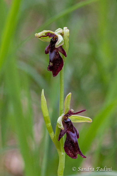 Fliegen- Ragwurz (Ophrys insectifera) 02