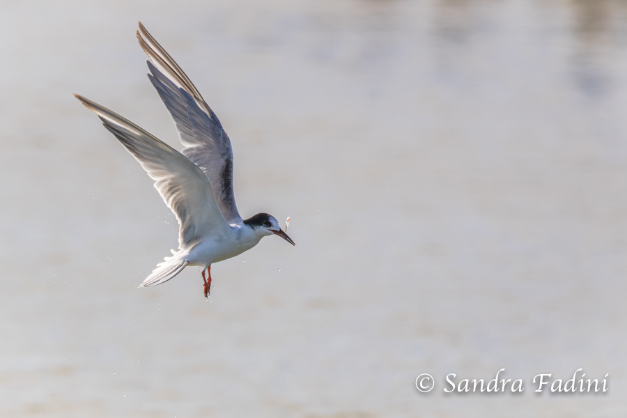 Flussseeschwalbe (Sterna hirundo) 02 - im Schlichtkleid mit Fisch (Italien)