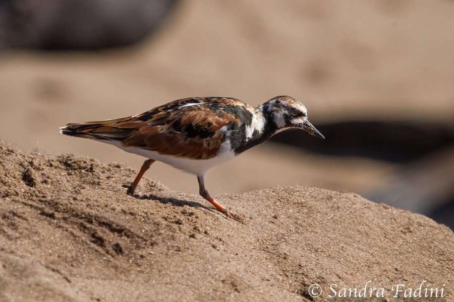 Steinwälzer (Arenaria interpres) 01 - Altvogel im Sommerkleid