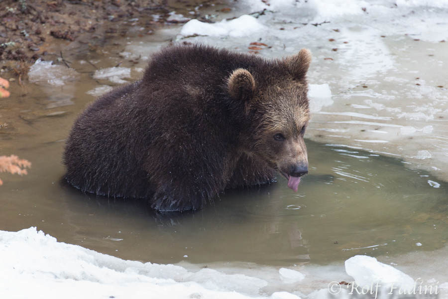 Braunbär (Ursus arctos) 12 - captive