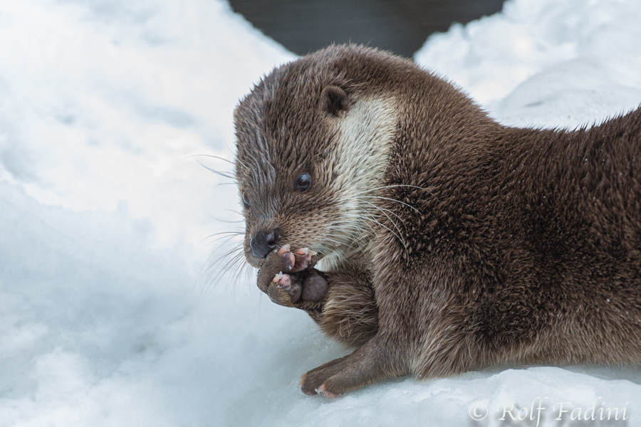Eurasischer Fischotter (Lutra lutra) 10 - captive