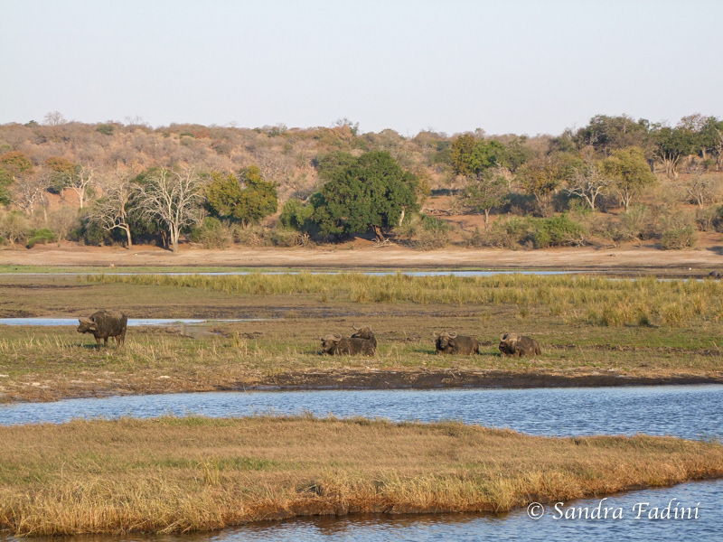 Kaffernbüffel (Syncerus caffer) 01 - Botswana