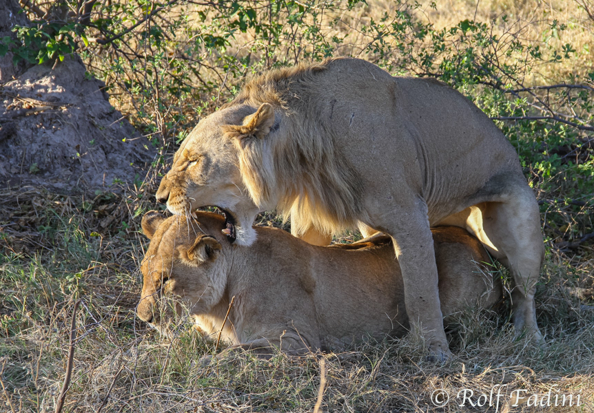 Löwen (Panthera leo) 06 - bei der Paarung (Botswana)