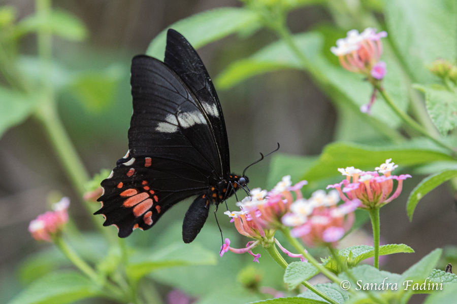 Papilio anchisiades 01 - Costa Rica