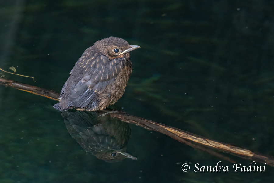Wasseramsel (Cinclus cinclus) 01 - Jungvogel