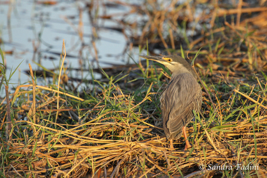 Mangrovereiher (Butorides striata) 01 - Botswana