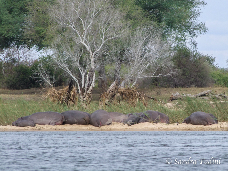 Flusspferd (Hippopotamus amphibius) 10 - Zimbabwe