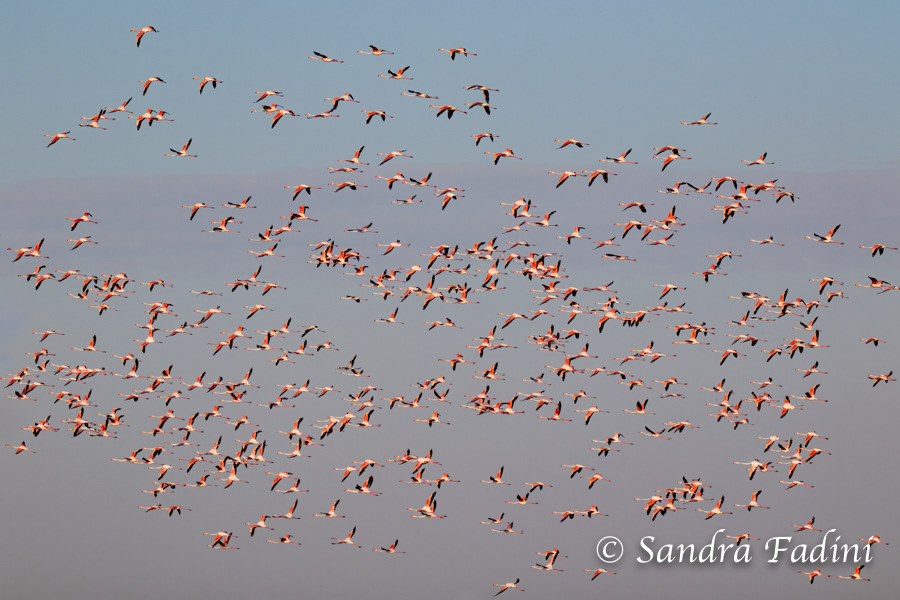 Rosaflamingo (Phoenicopterus roseus) 05 - Italien