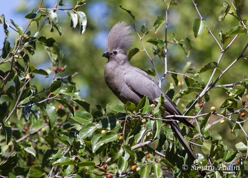 Grauer Lärmvogel (Corythaixoides concolor) 02 - Namibia