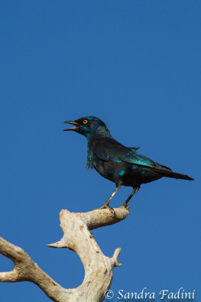 Rotschulter-Glanzstar (Lamprotornis nitens) 04 - Namibia
