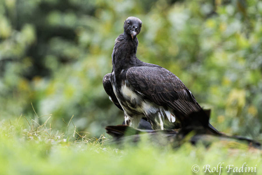 Königsgeier (Sarcoramphus papa) 01 - Jungvogel (Costa Rica)