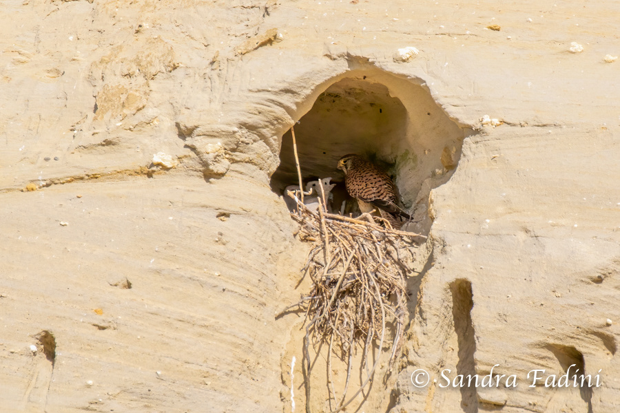 Turmfalke (Falco tinnunculus) 04 - im Nest mit Jungvögeln (Österreich)