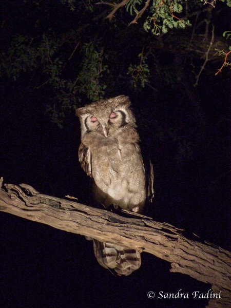 Blassuhu (Bubo lacteus) 01 - Botswana