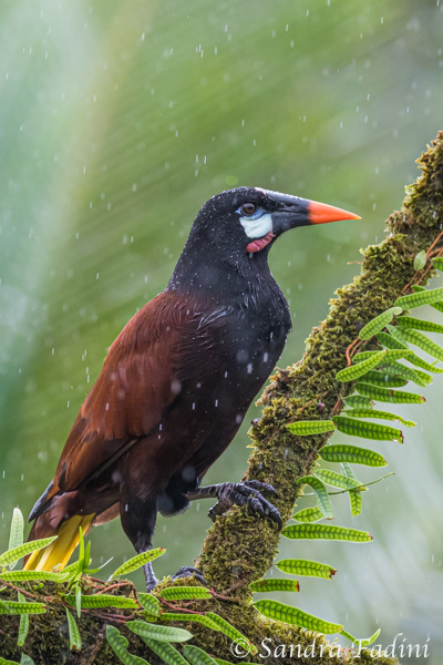 Montezumastirnvogel (Psarocolius montezuma) 06 - Costa Rica