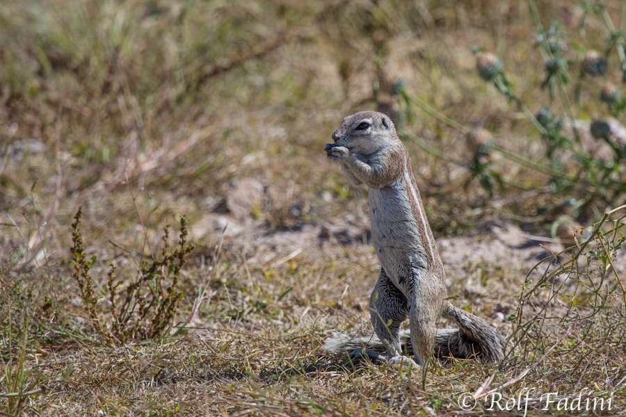 Kap-Borstenhörnchen (Xerus inauris) 04 - Namibia