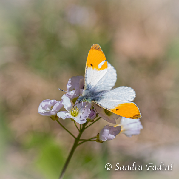 Aurorafalter (Anthocharis cardamines) 01