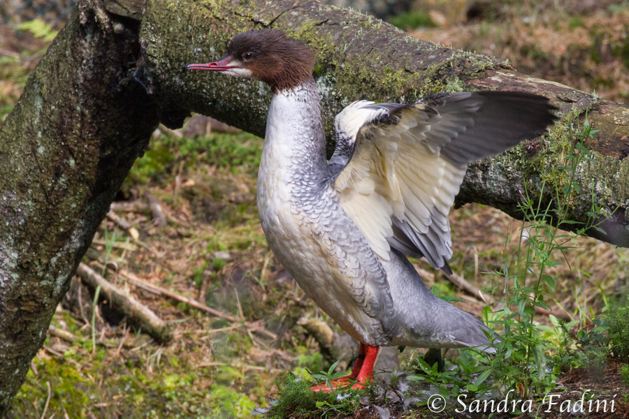 Gänsesäger (Mergus merganser) 06 - Weibchen