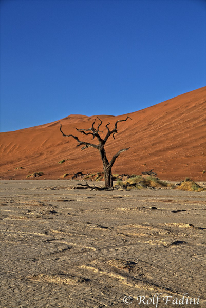 Namibia 18 - Namib Wüste, Dead Vlei, toter Kameldornbaum