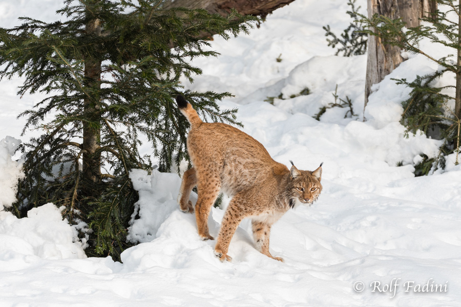Eurasischer Luchs (Lynx lynx) 07 - captive