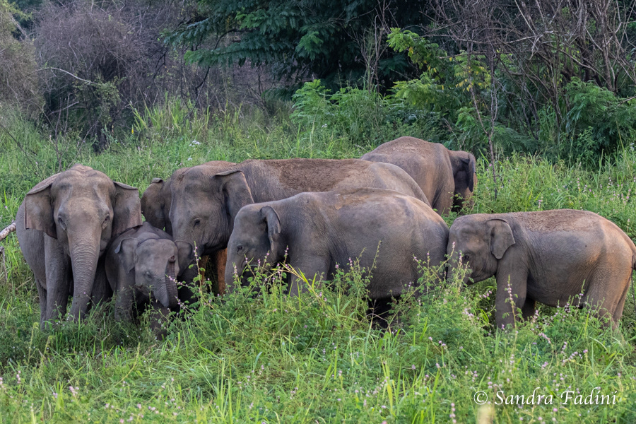 Asiatischer Elefant (Elephas maximus) - Sri Lanka