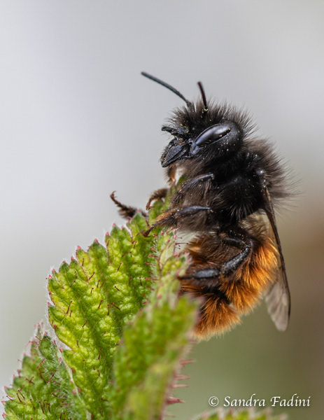 Gehörnte Mauerbiene (Osmia cornuta) 03 - Weibchen