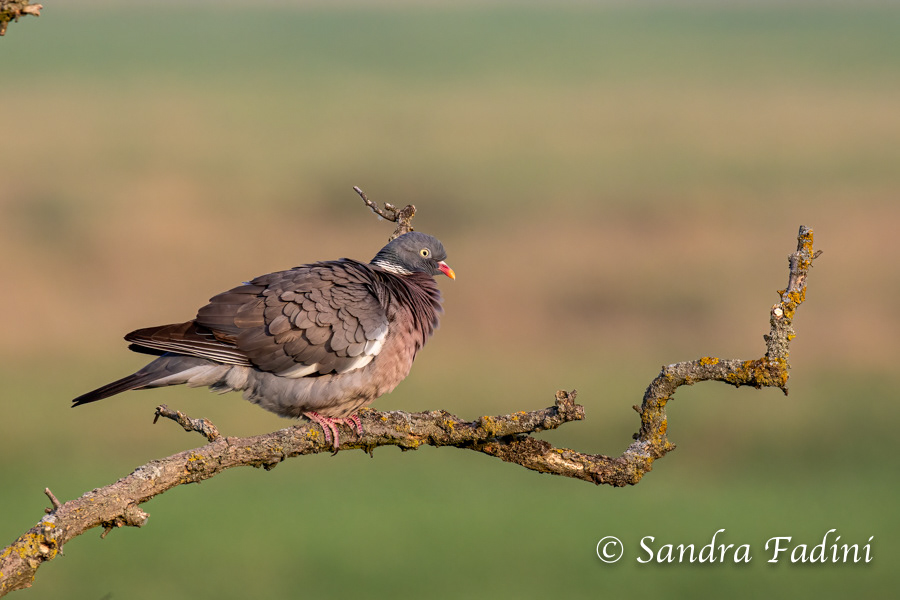 Ringeltaube (Columba palumbus) 03 - Österreich